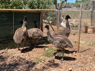 Baby emu