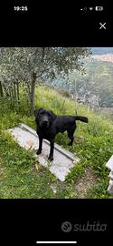 Femmina Labrador per cucciolata