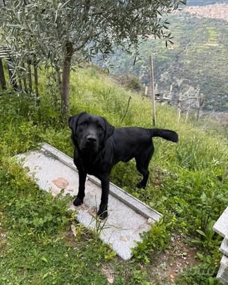 Femmina Labrador per cucciolata