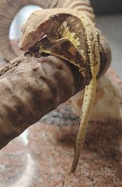 geco ciliatus