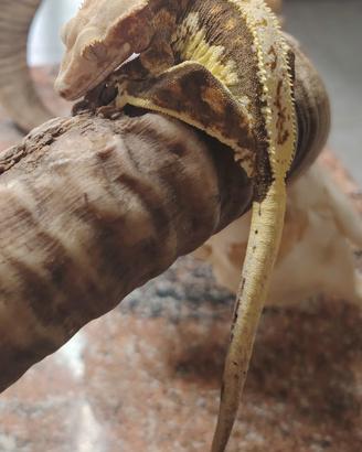 geco ciliatus