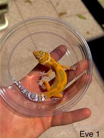 Geco leopardino W&Y Tangerine het tremper