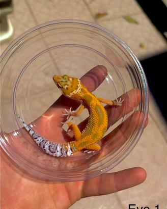 Geco leopardino W&Y Tangerine het tremper