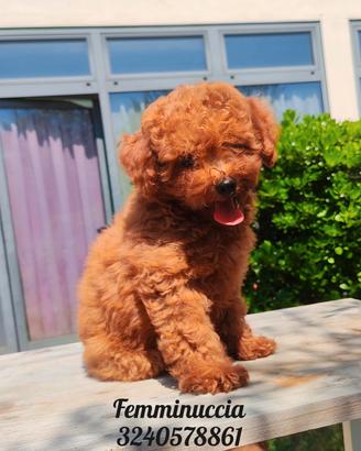 barboncini toy cuccioli 