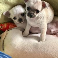 Chihuahua nana pura