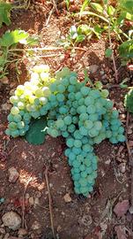 Terreno agricolo vigneto