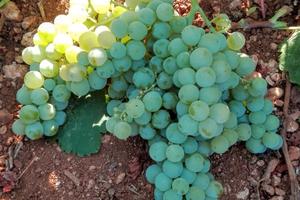 Terreno agricolo vigneto