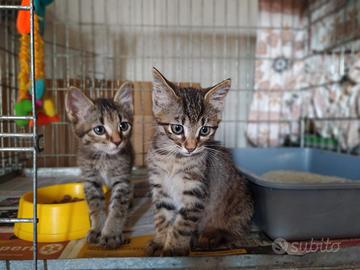 2 gatte tigrate femmine di 2 mesi