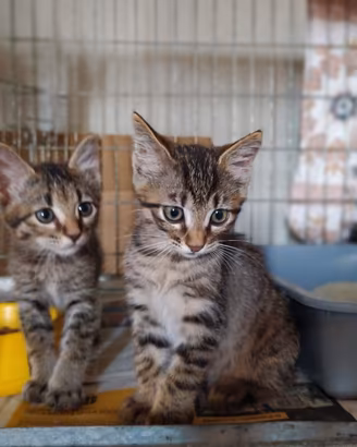 2 gatte tigrate femmine di 2 mesi