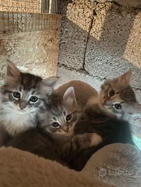 Gattini siberiani