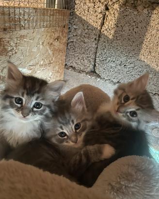 Gattini siberiani