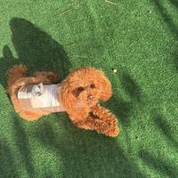 Barboncino toy red per accoppiamento