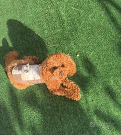 Barboncino toy red per accoppiamento