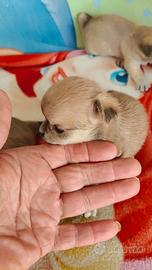 Cucciole di chihuahua