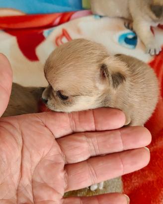 Cucciole di chihuahua