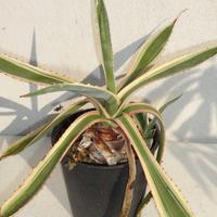 AGAVE AMERICANA