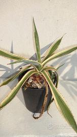 AGAVE AMERICANA