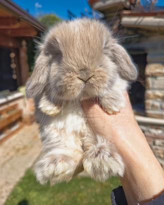 Conigli minilop cuccioli