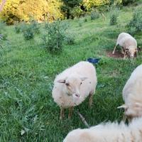 Pecore femmine Ouessant