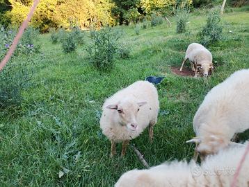 Pecore femmine Ouessant