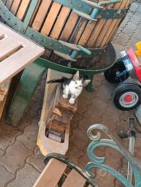 Gattine piccoline