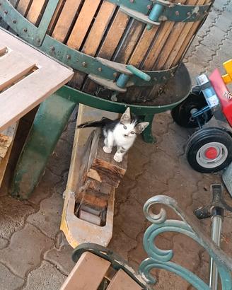 Gattine piccoline