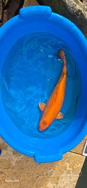 carpe koi 