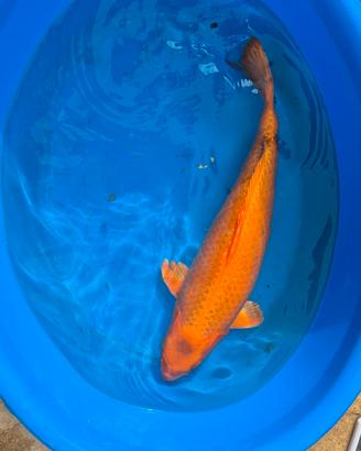 carpe koi 