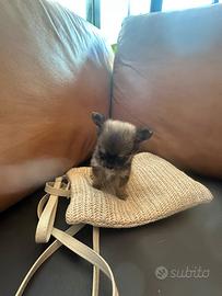 Cucciola Chihuahua Toy con pelo