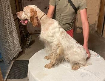 Setter Inglese