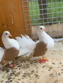 Colomba pavoncella maschio