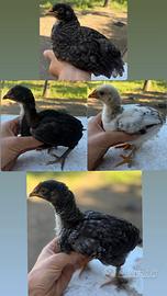 Pulcini di galline ornamentali