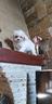 cuccioli-di-maltese-mini