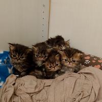 Cuccioli di ipertipico