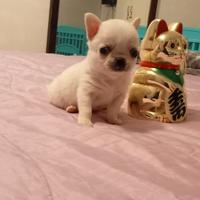 Chihuahua bianco