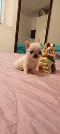Chihuahua bianco