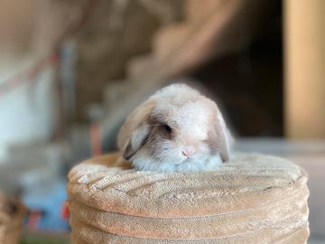 Coniglio ariete Minilop