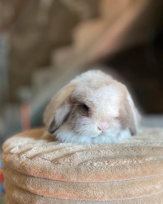 Coniglio ariete Minilop