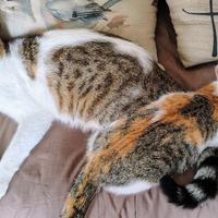 Coppia di gattini - maschio e femmina