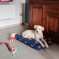 Piccola cucciola in adozione