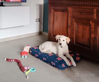 Piccola cucciola in adozione