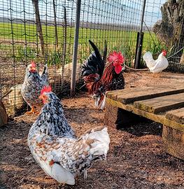 Galline millefiori Lonigo e piemontese e nane