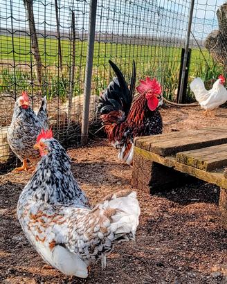 Galline millefiori Lonigo e piemontese e nane