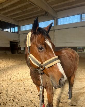 Cavallo da scuola