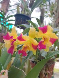 OrchidCattleya potinara burana beauty con bocciolo
