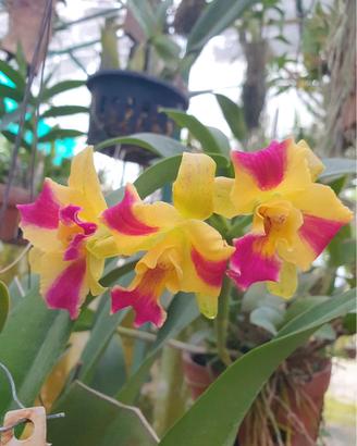 OrchidCattleya potinara burana beauty con bocciolo