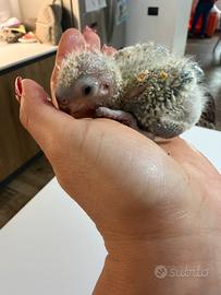 Pulli pappagallo del senegal