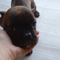 Cucciola bulldog francese nero tigrata
