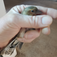 Solo per chi e interessato