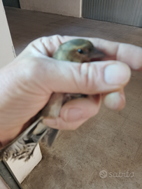 Solo per chi e interessato